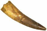 Fossil Spinosaurus Tooth - Real Dinosaur Tooth #360108-1